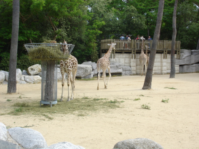 DSC03945.JPG