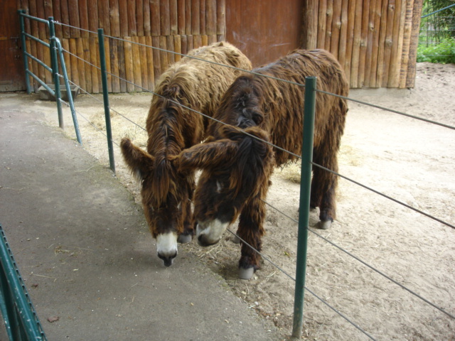 DSC04055.JPG