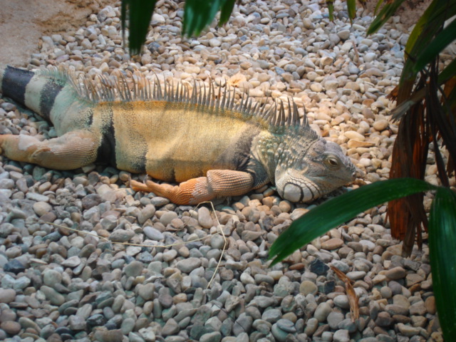 DSC04116.JPG